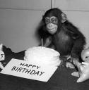 Happy Birthday Chimp