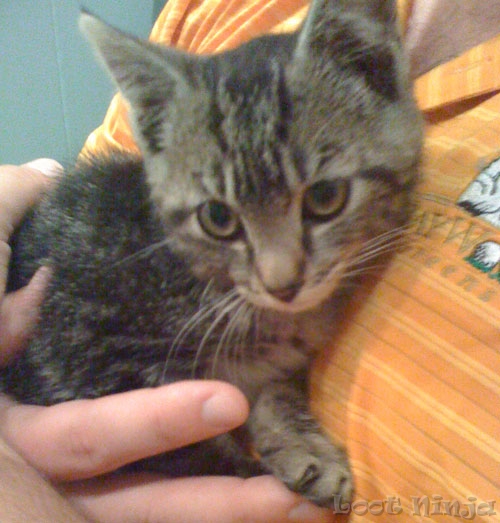 Matt's Kitten Karl - Day 1
